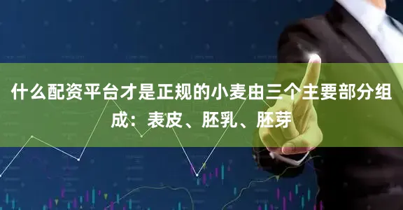什么配资平台才是正规的小麦由三个主要部分组成：表皮、胚乳、胚芽